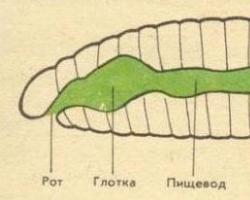 Характеристика и особенности строения круглых червей Тело нематод на поперечном сечении