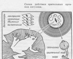 Achievements of modern biophysics Current state of biophysics