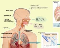 How a person works: the structure of the body and its functions