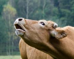 Why does a cow moo - a description of the sounds made by a cow The sound of mooing