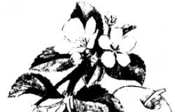 Отдел Покрытосеменные (Цветковые) растения Тест по биологии общие признаки покрытосеменных