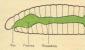 Характеристика и особенности строения круглых червей Тело нематод на поперечном сечении