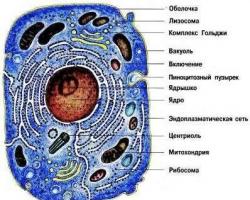 Brief outline of the history of histology - basics of histology