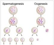 Biological significance of mitosis and meiosis in nature