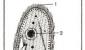 Common Amoeba, structure